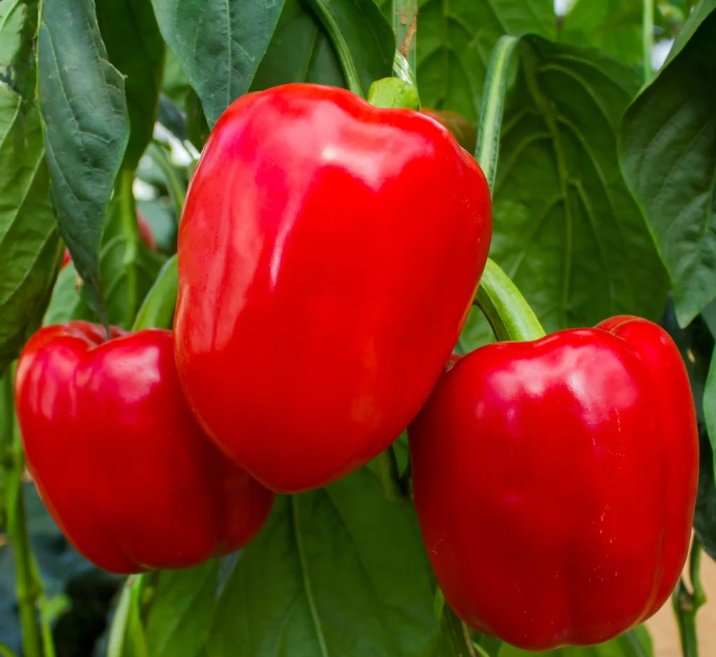 Ripe red bell peppers growing on a healthy plant with green leaves